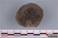 藏品(古生代化石)的圖片